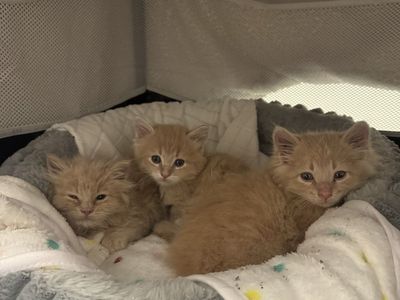 kittens