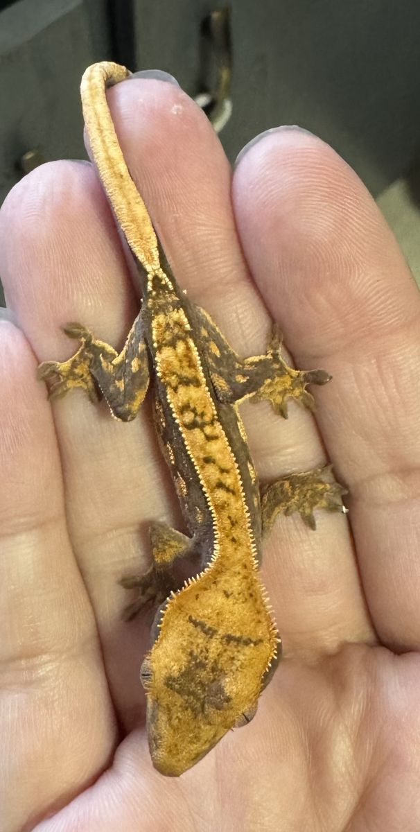Crested Gecko