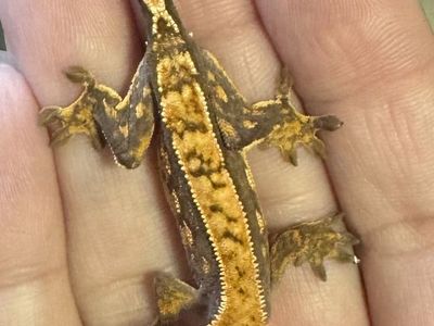 Crested Gecko