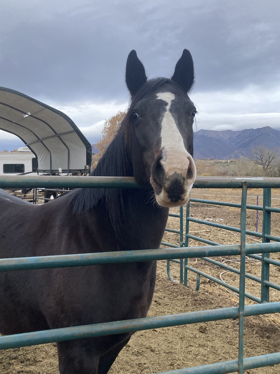 APHA Breeding Stock Mare