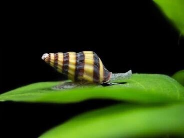 Assassin Snails (Will Eat Your Pest Snails!)