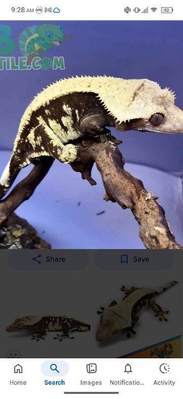 ia pet gecko $200 for tank and gecko complete setup with a gecko comes with one