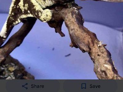 ia pet gecko $200 for tank and gecko complete setup with a gecko comes with one