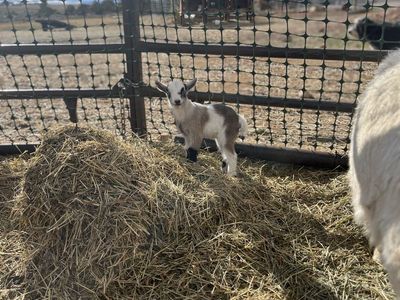 Pygmy Goats For Sale