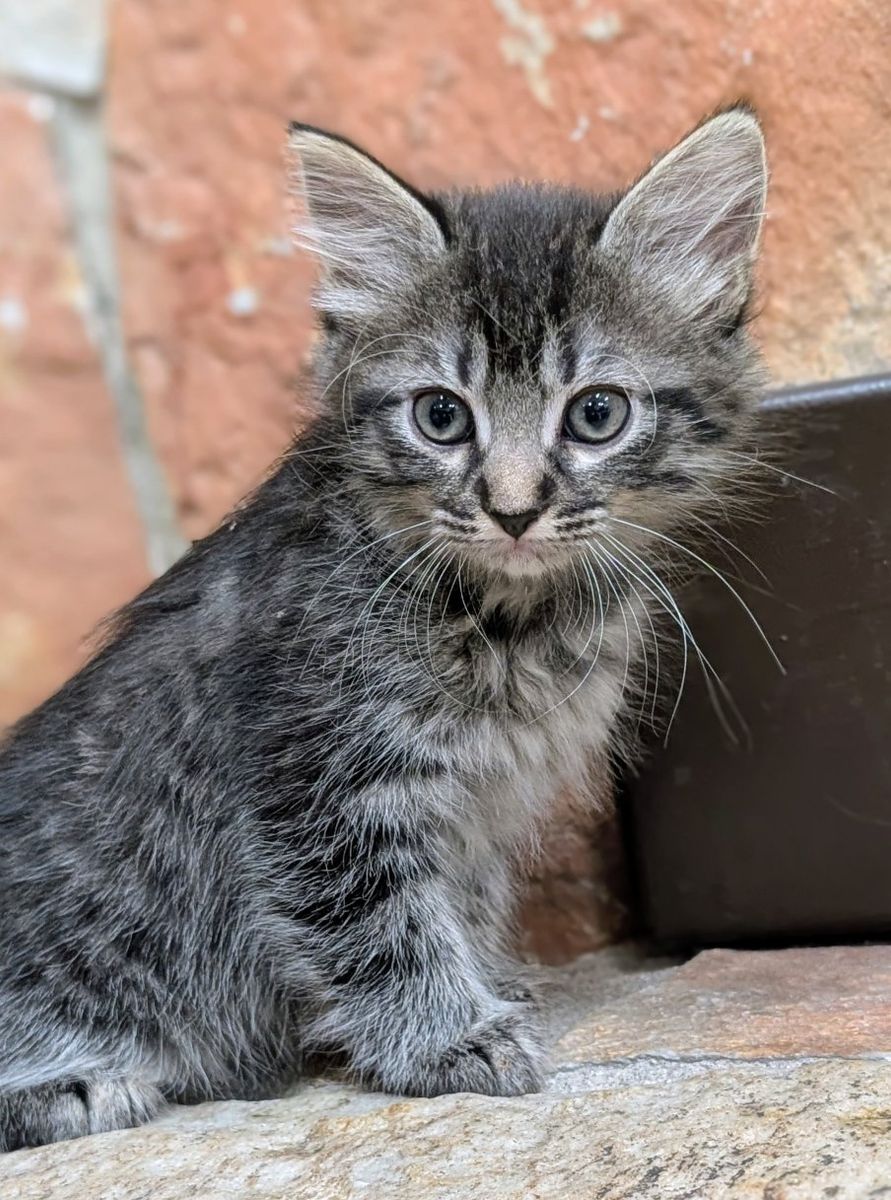 Maine Coon mix Kittens