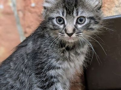 Maine Coon mix Kittens