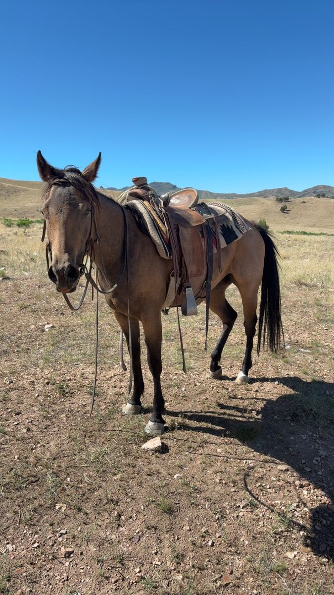 AQHA Buckskin Mare - Canyon Cowgirl (Registered American Quarter Horse)