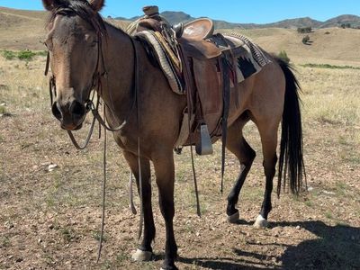 AQHA Buckskin Mare - Canyon Cowgirl (Registered American Quarter Horse)