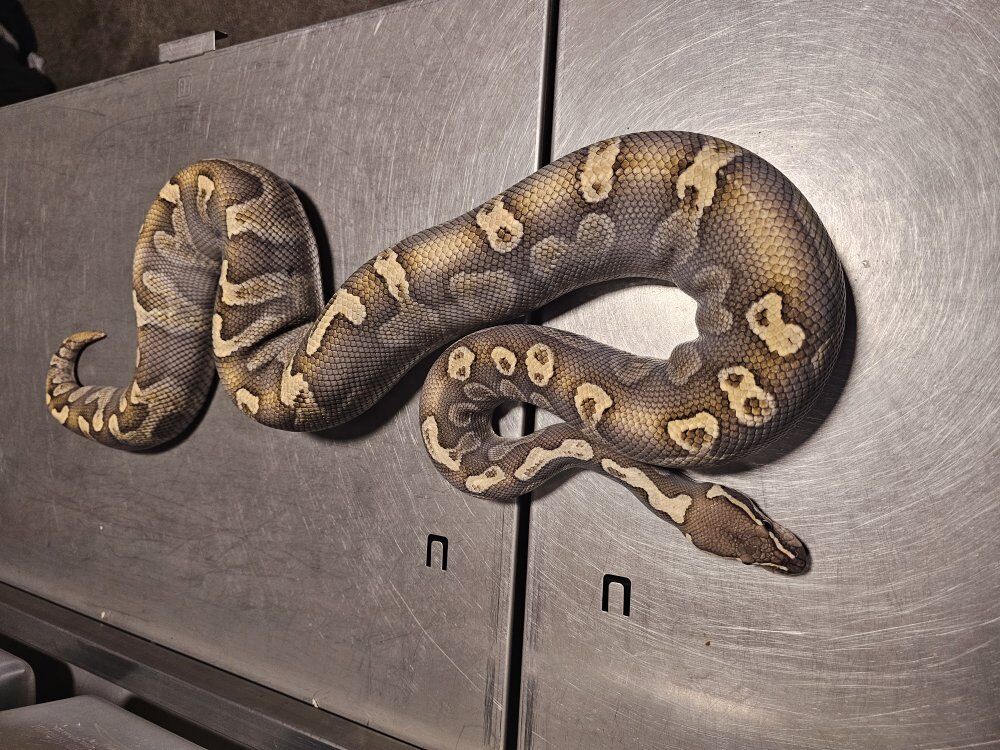 Ghi Lesser het. hypo female ball python