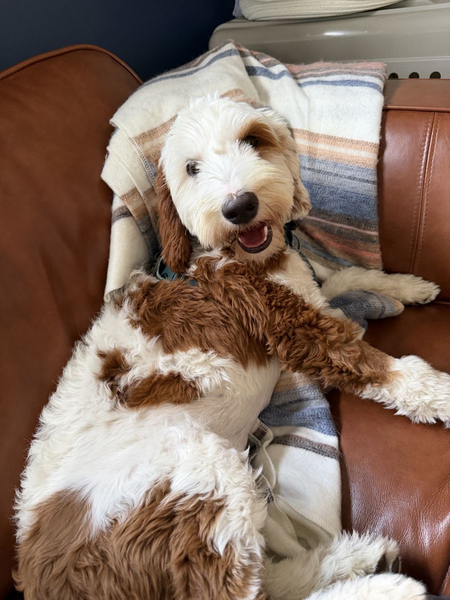 7 month old Mini Bernedoodle