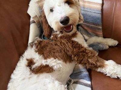 7 month old Mini Bernedoodle
