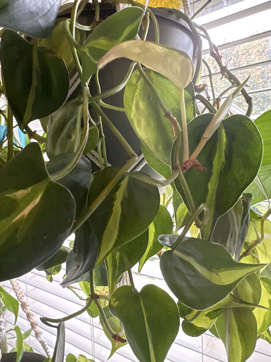 Lush Pothos Plants with macrame hangers