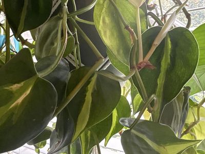 Lush Pothos Plants with macrame hangers