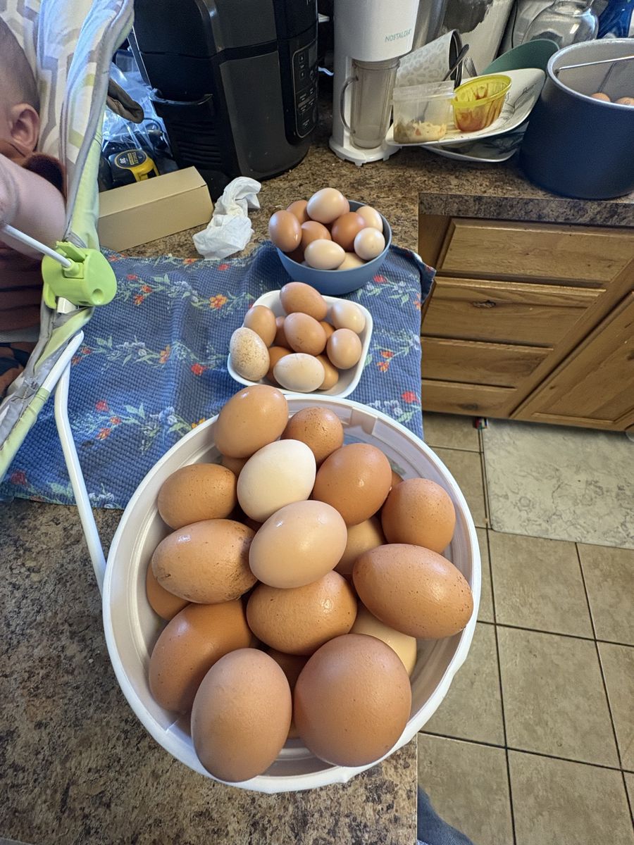 Fresh large eggs (small, large, extra large