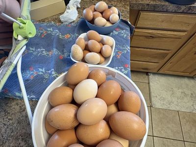 Fresh large eggs (small, large, extra large