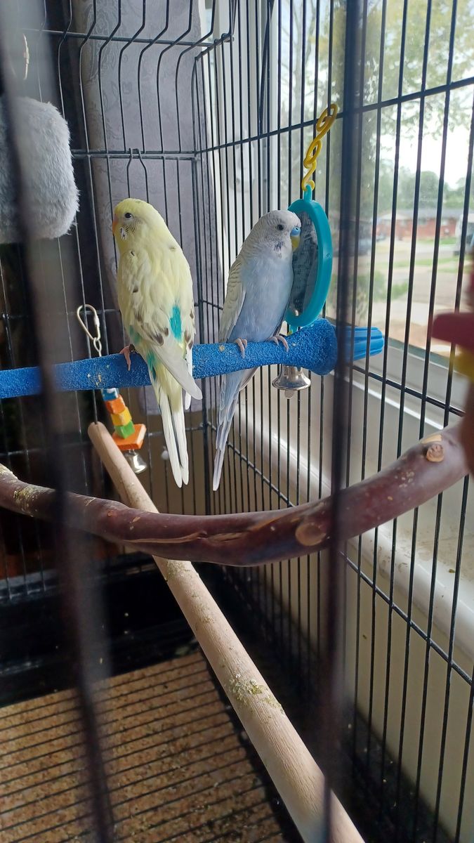 Two parakeets for sale