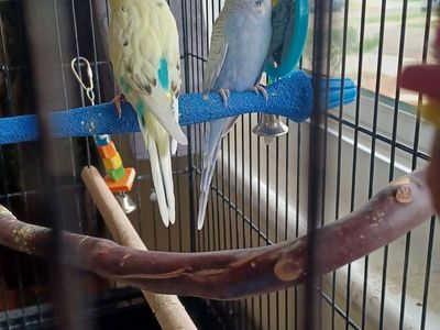 Two parakeets for sale