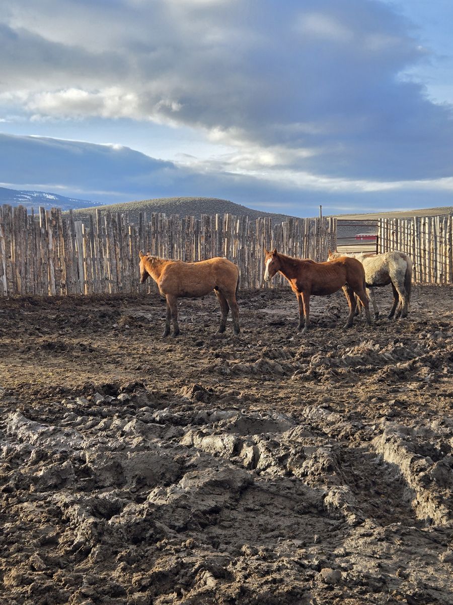 Grade Quarter Horses