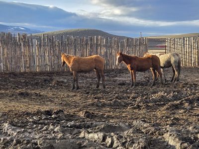 Grade Quarter Horses