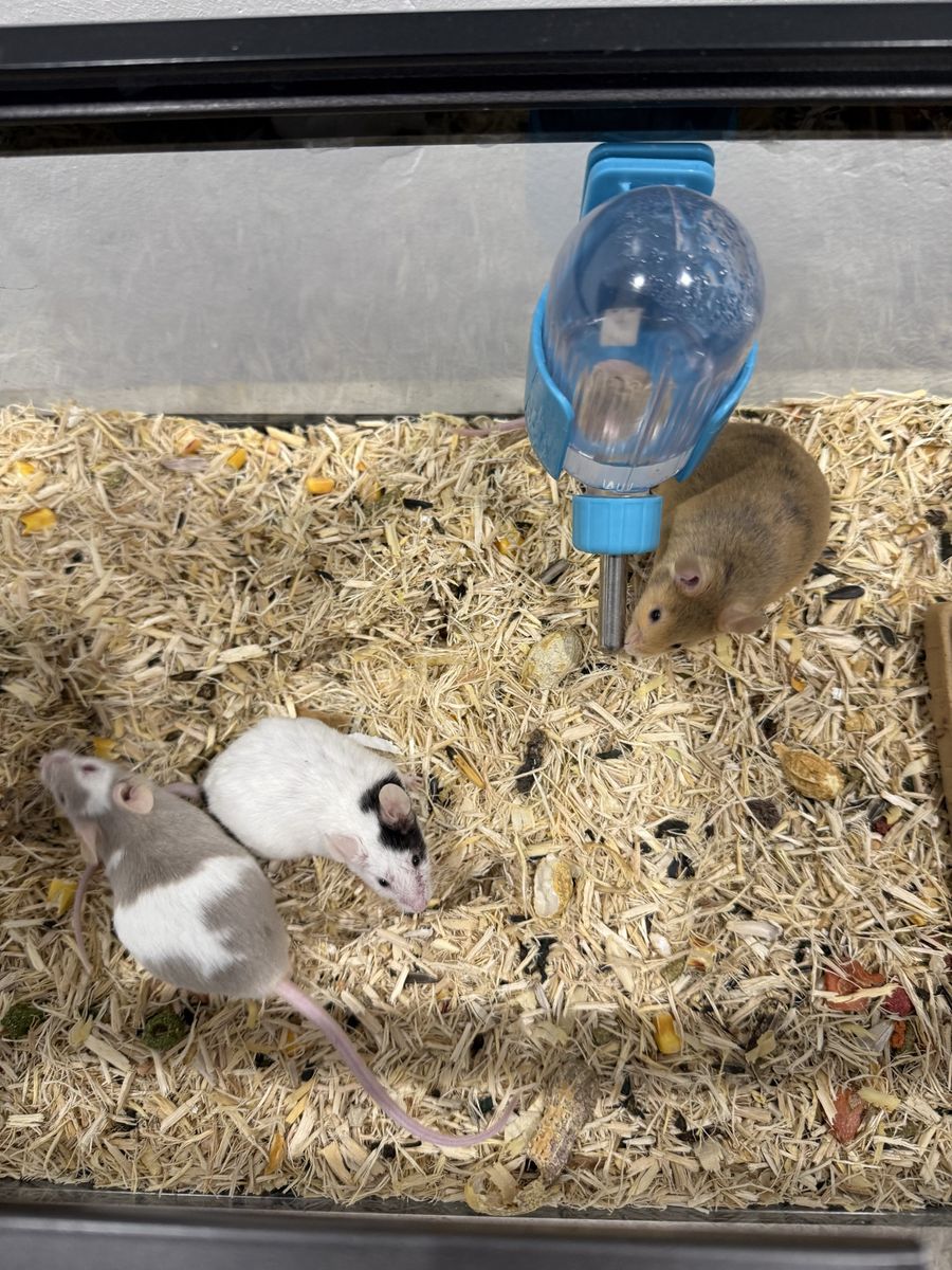 Mice