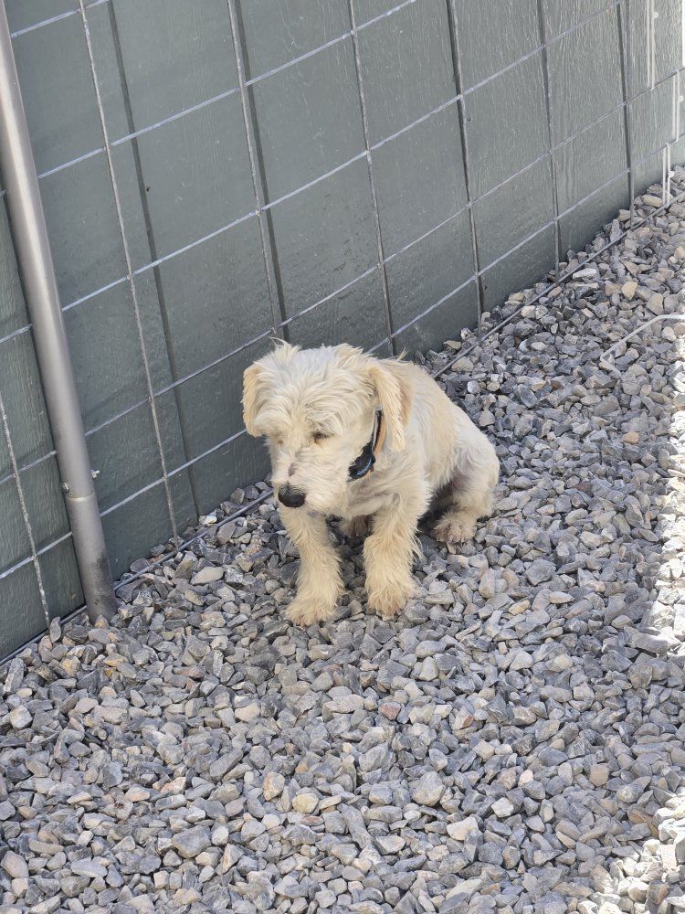 Maltese mix