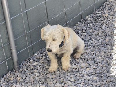 Maltese mix