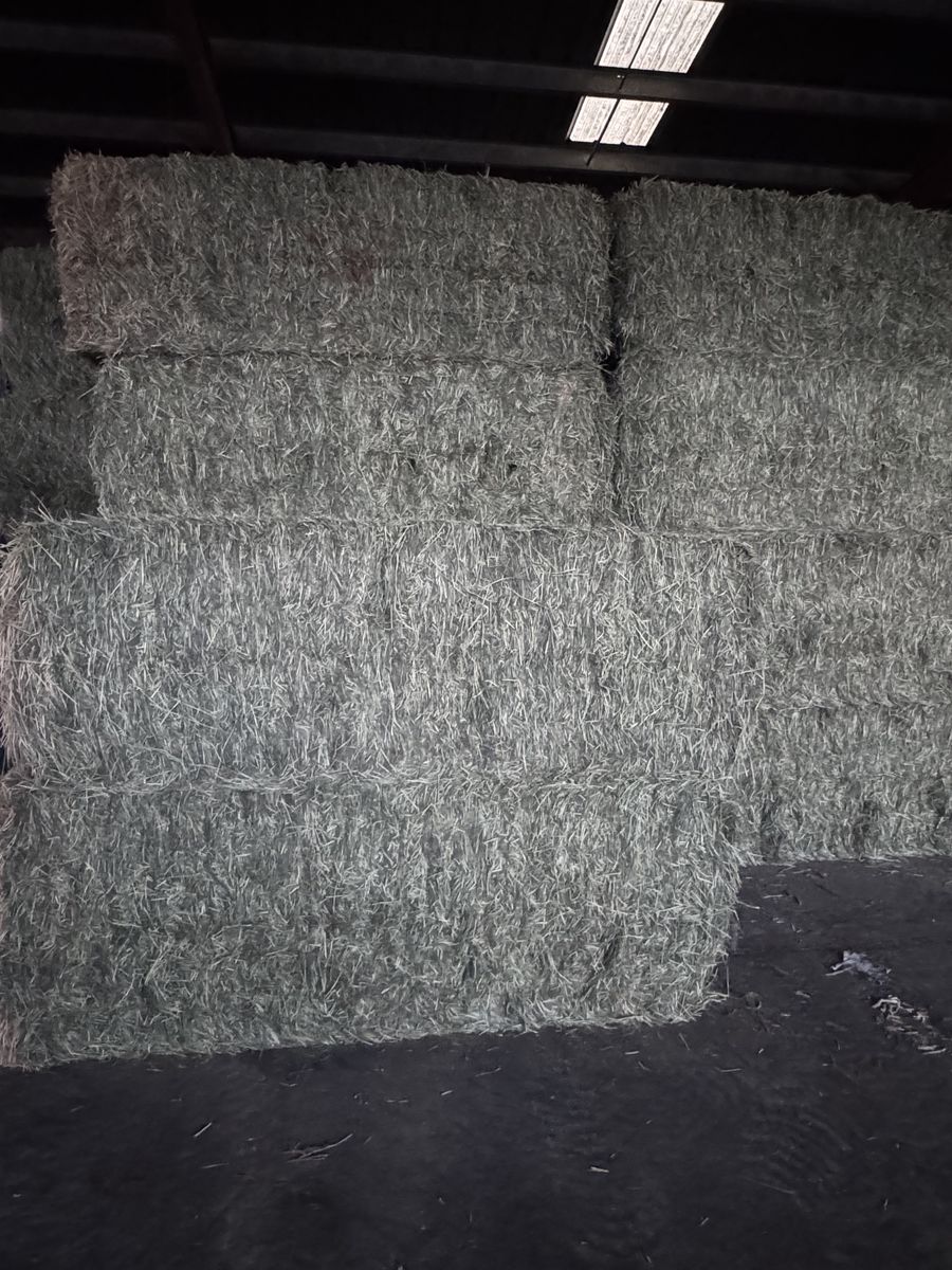 Premium 3x4 Timothy grass bales