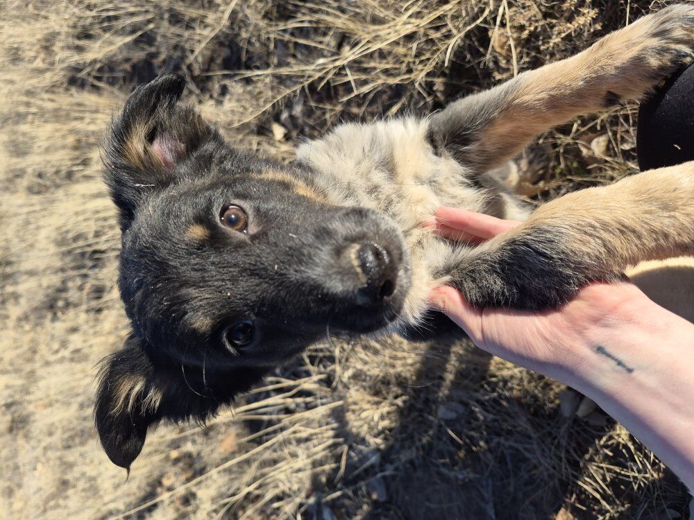 Aussie-heeler mix puppies