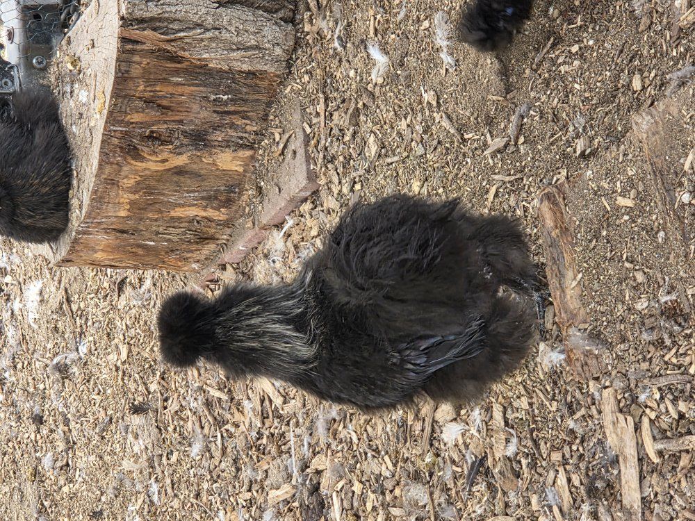 Black Silkie Rooster pet quality