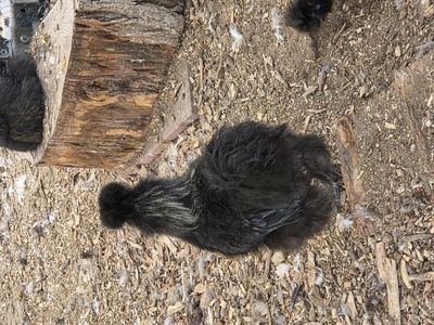 Black Silkie Rooster pet quality