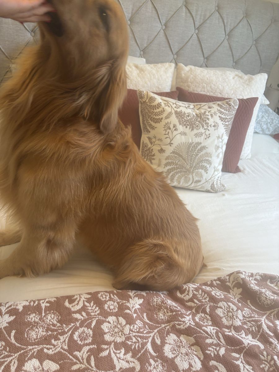 Golden Retriever Stud