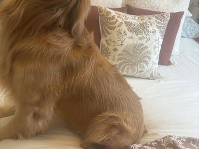 Golden Retriever Stud