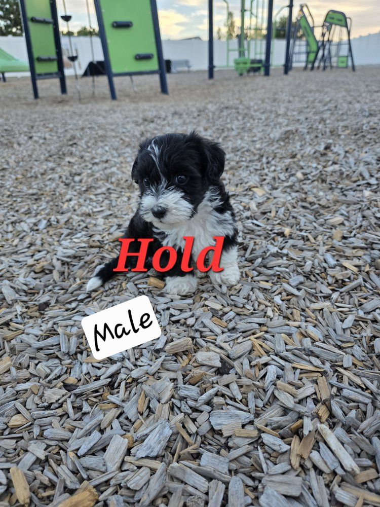 yorkie poodle puppy for sale