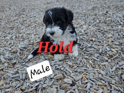 yorkie poodle puppy for sale