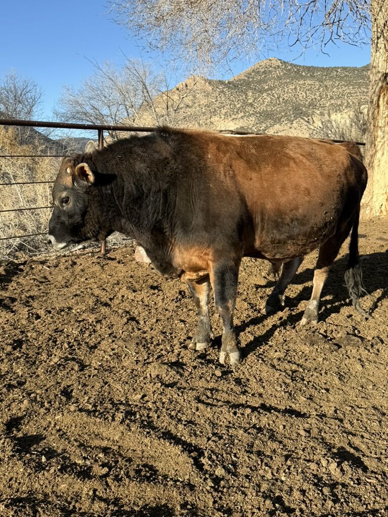 Jersey Bull