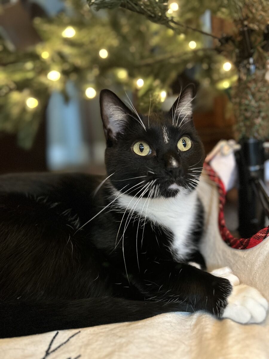 Affectionate Chatty Male Cat For Adoption