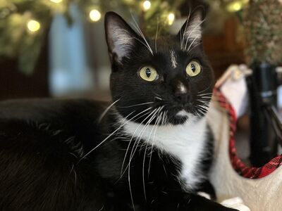 Affectionate Chatty Male Cat For Adoption