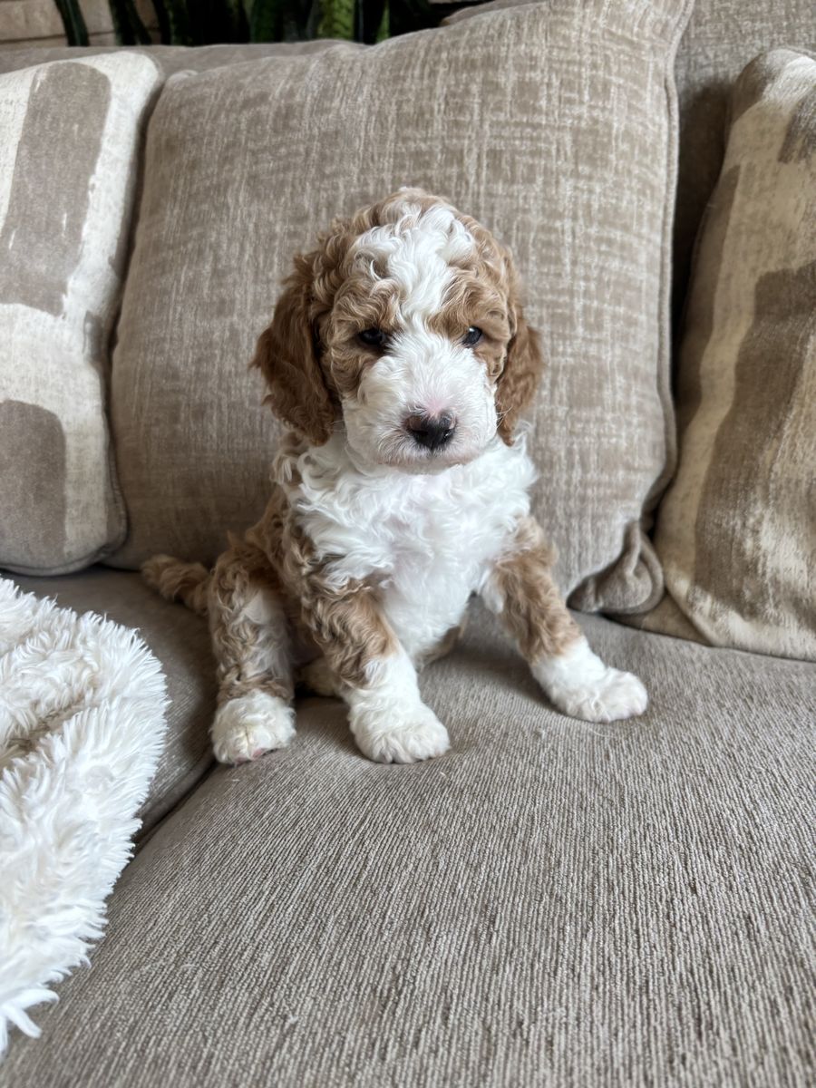 Mini BERNEDOODLE puppies! 1/3 Bernese Mountain Dog/ 2/3 Poodle