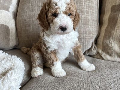 Mini BERNEDOODLE puppies! 1/3 Bernese Mountain Dog/ 2/3 Poodle