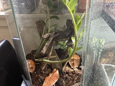 Planted hexagon terrarium 20 gal
