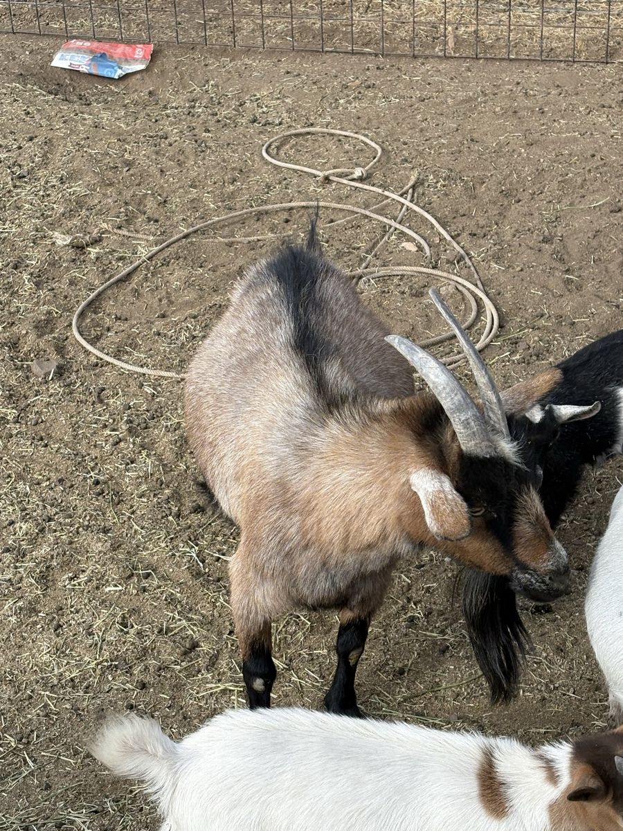Older Pygmy doe