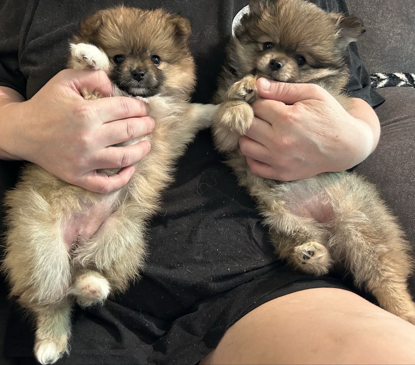 Pomeranian Puppies