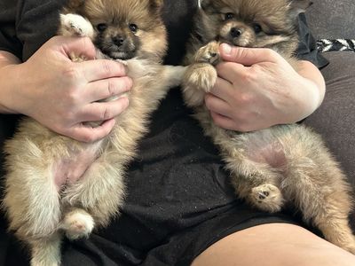 Pomeranian Puppies