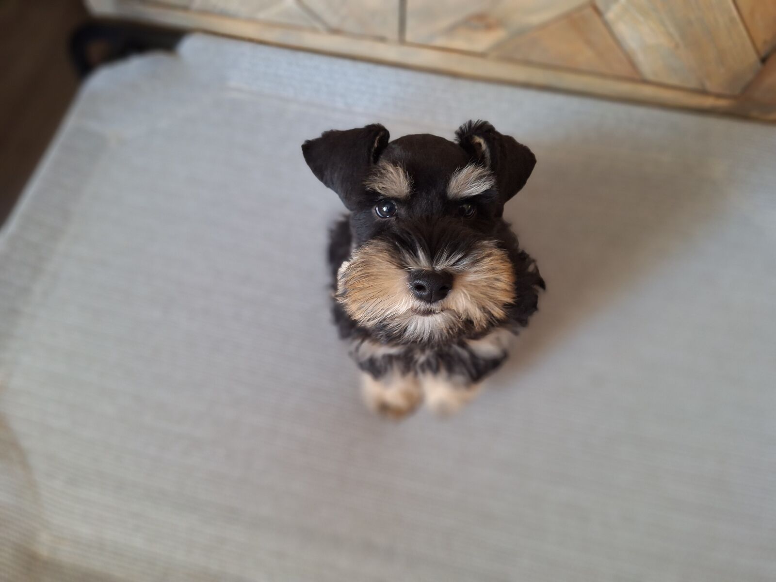 TRAINED Miniature Schnazuer Puppy - DUKE!!