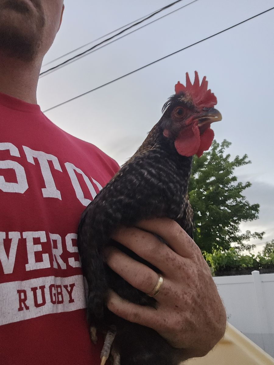 Rooster for sale