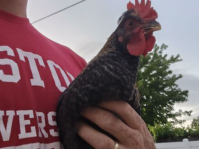 Rooster for sale