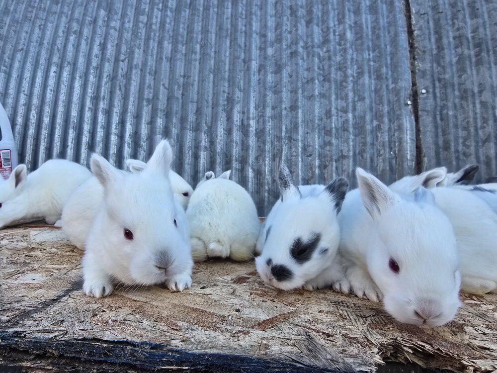 Californian meat bunnies
