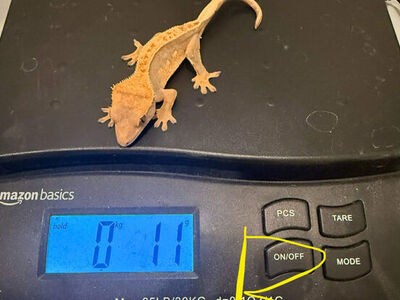 3 crested Geckos Babys