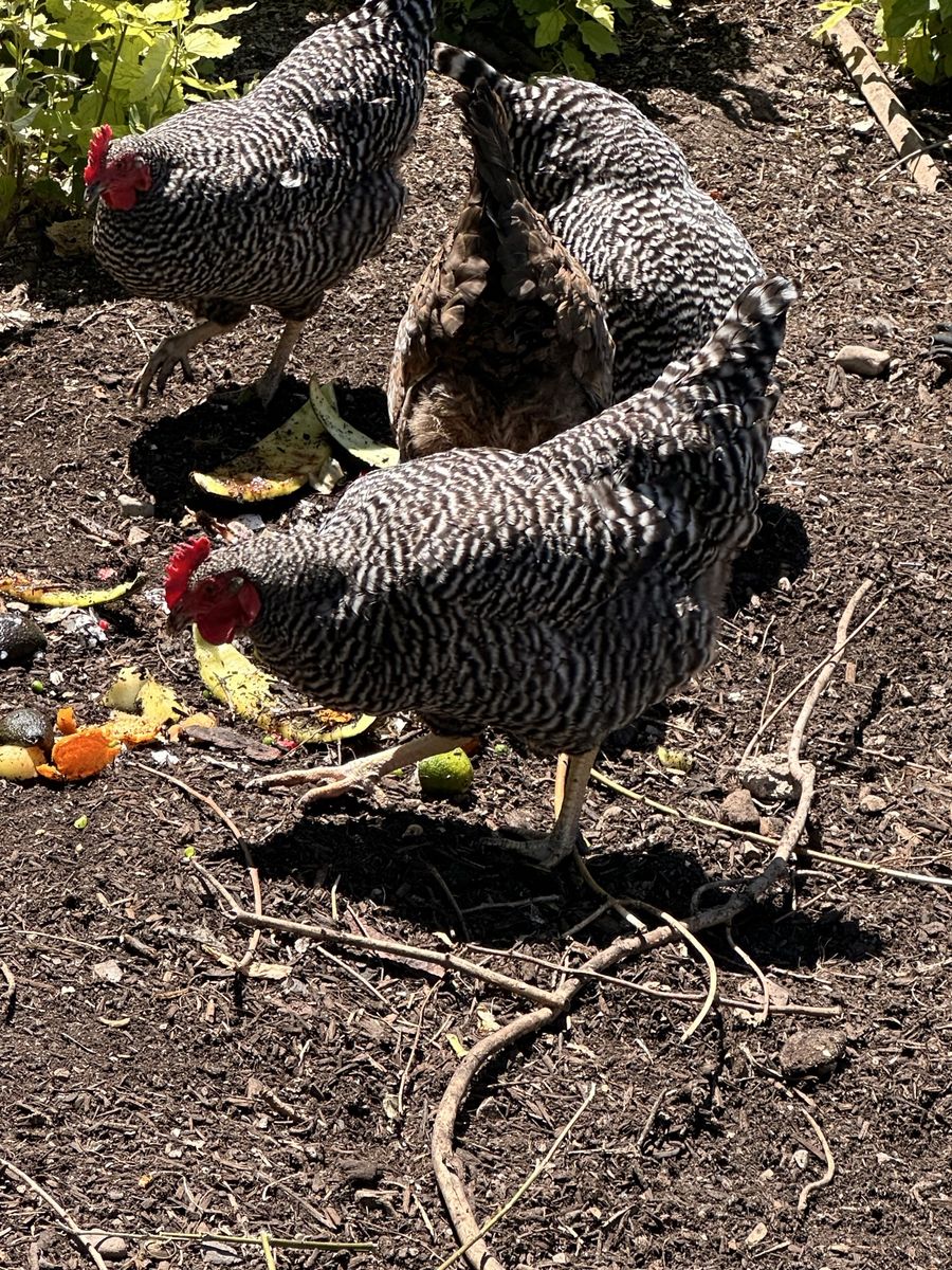 3 barred rock hens 2 years old.