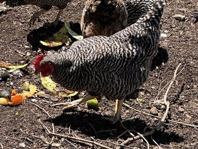 3 barred rock hens 2 years old.